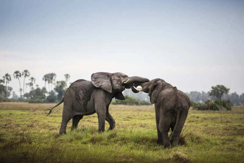 Two elephants interacting in the lush wetlands of the Okavango Delta, Botswana