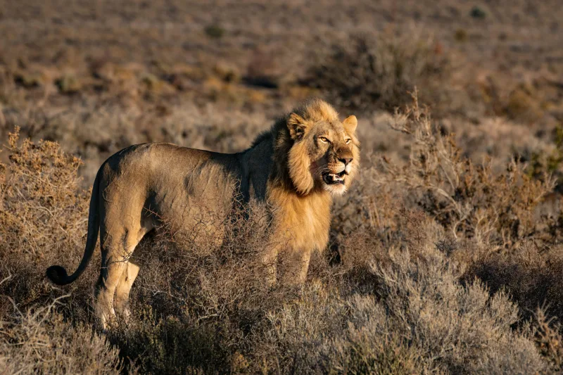 Lion standing alert in dry scrubland at golden hour