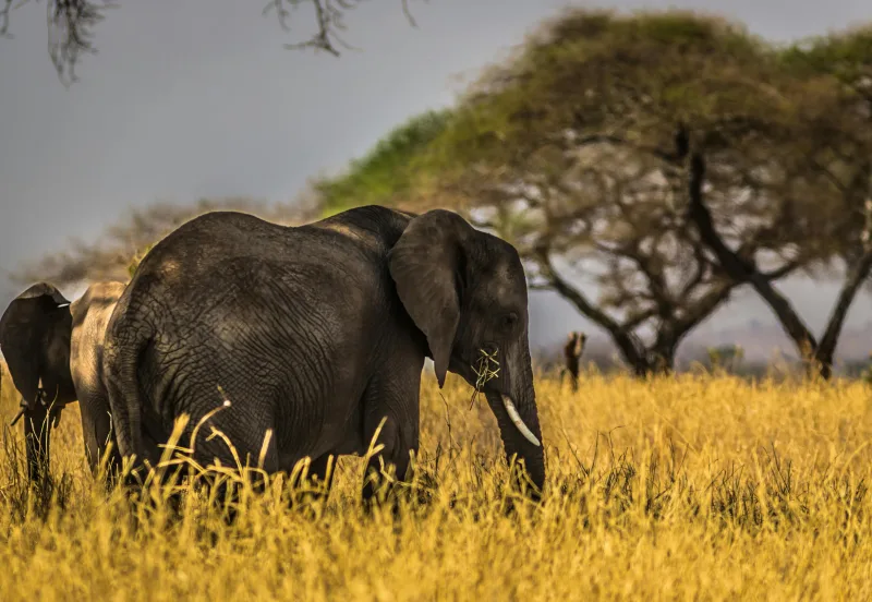 Elephant grazing in golden savanna grass beneath acacia trees